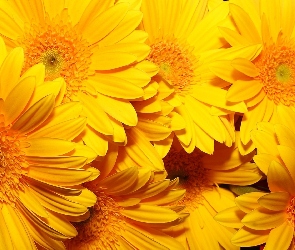 Żółte, Gerbery, Kwiaty
