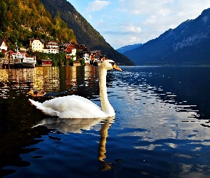 Góry, Austria, Łabędź, Hallstatt, Jezioro