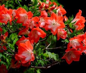 Różanecznik, Azalia, Czerwone, Kwiaty