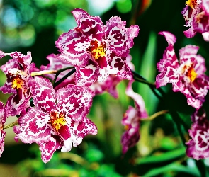 Różowa, Rozmycie, Nakrapiana, Orchidea