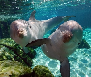 Delfiny, Oceanarium, Dwa