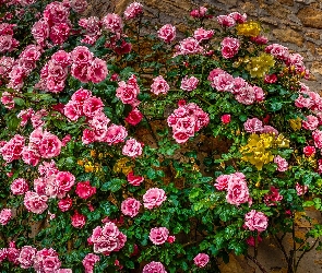 Różowe, Ściana, Róże, Pnące