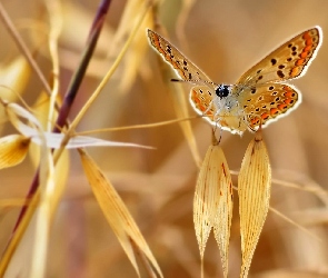 Motyl, Trawa