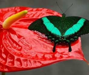 Kwiat, Anturium, Motyl