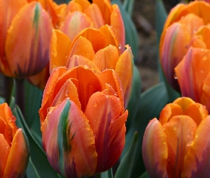 Pomarańczowe, Tulipany