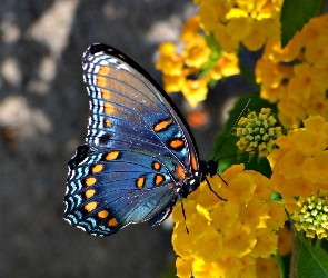 Kwiaty, Żółte, Niebieski, Motyl