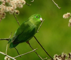Zielona, Gałązki, Papuga