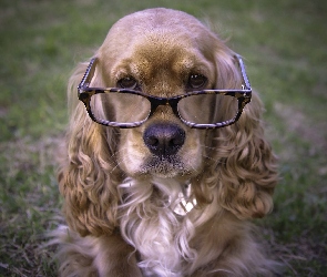 Spaniel, Okulary, Pies