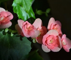 Begonia, Liście