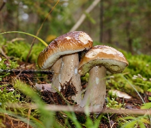 Borowiki, Leśna, Ściółka, Las, Grzyby