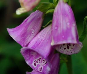 Kwiaty, Krople, Naparstnica Purpurowa