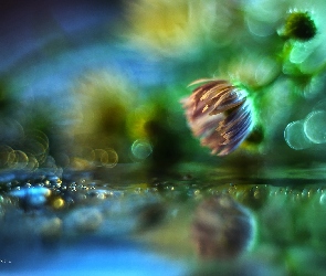 Kwiat, Bokeh, Fioletowy