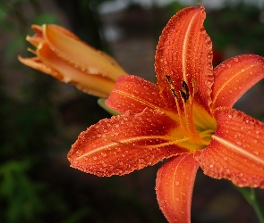 Liliowiec, Kwiat