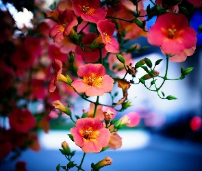 Tecoma, Kwiaty, Różowe
