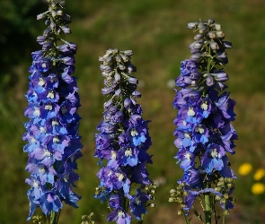 Kwiaty, Ostróżka Ogrodowa, Niebieskie