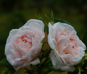 Róże, Kwiaty