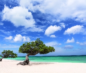 Drzewa, Morze, Aruba, Plaża, Dwa