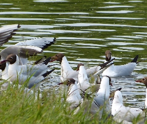 Staw, Trawy, Mewy