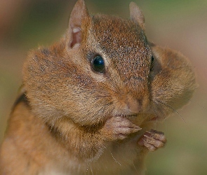 Chipmunk, Portrecik