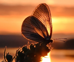 Roślina, Motyl