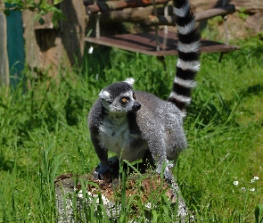 Huśtawka, Lemur, Trawa, Pniak