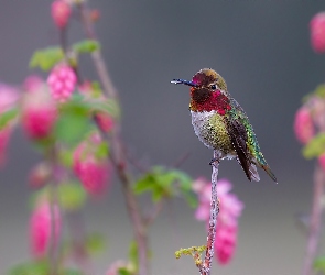 Koliber, Kwiaty, Gałązka