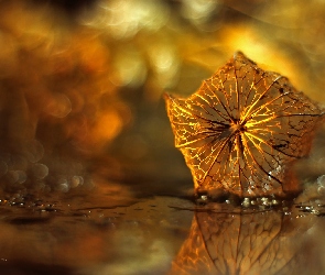 Bokeh, Sucha, Miechunka Rozdęta, Roślina
