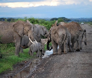 Droga, Woda, Rów, Słonie