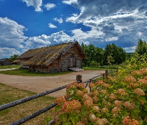 Hortensje, Szopy, Niebo, Chmury