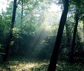 Drzewa, Przebijające Światło, Las