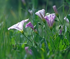 Białe, Kwiaty, Purpurowo