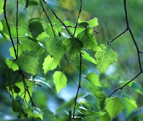 Liście, Brzozy