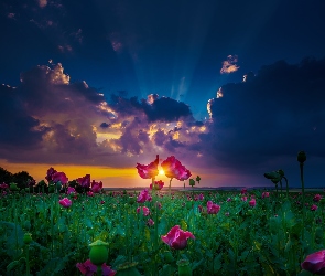 Chmury, Kwiaty Maki, Zachód Słońca