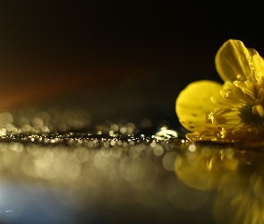 Bokeh, Żółty, Jaskier Łąkowy
