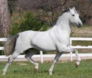 Koń, Maść, Biała