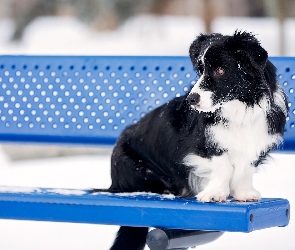 Ławka, Border collie, Pies