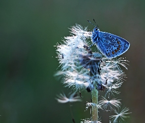 Modraszek, Mniszek Pospolity, Dmuchawiec, Motyl