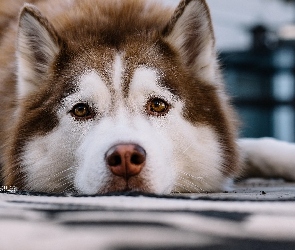 Piesek, Siberian Husky