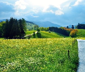 Droga, Krajobraz, Góry, Lato, Łąki