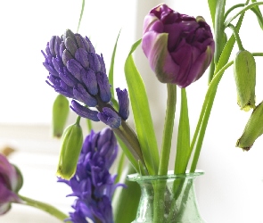 Tulipany, Fioletowe, Niebieskie, Szafirki