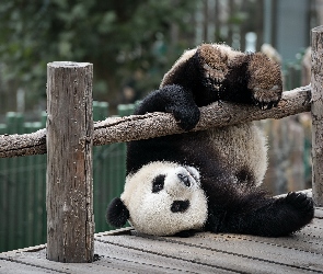 Panda, Płotek, Miś