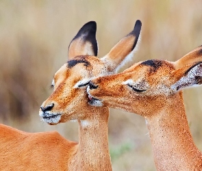 Antylopy