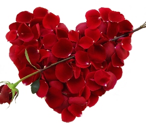 Czerwona, Serce, Płatki, Róża, Walentynka