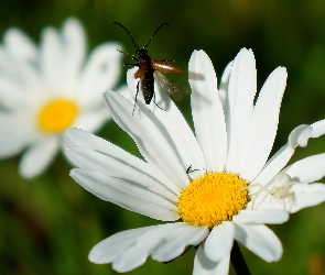 Kwiaty, Chrząszcz, Owad, Margarytki