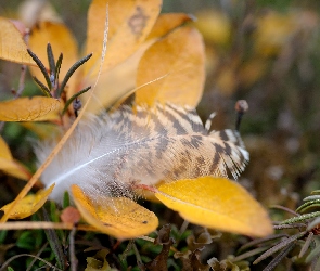 Liście, Pióro, Żółte