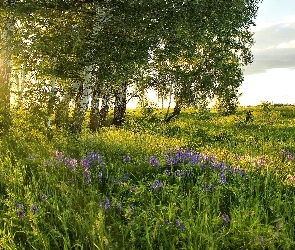 Drzewa, Brzozy, Łąka