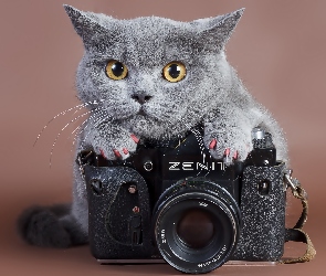 Kot, Zenit, Fotograficzny, Aparat
