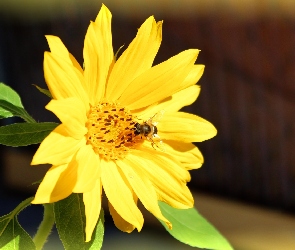 Pszczoła, Słonecznik