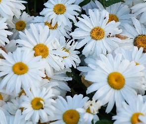 Białe, Margarytki, Kwiaty