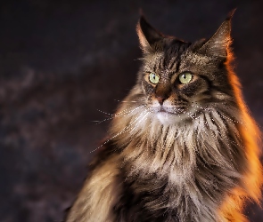Kot, Portret